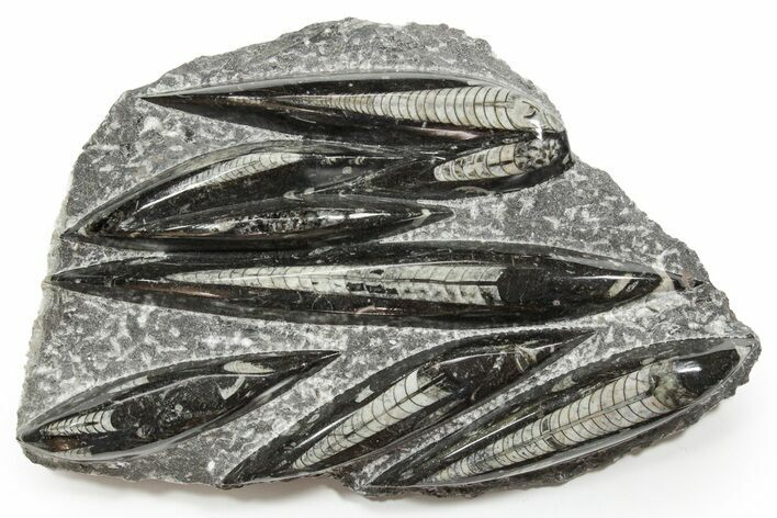 Polished Fossil Orthoceras (Cephalopod) Plate - Morocco #352331